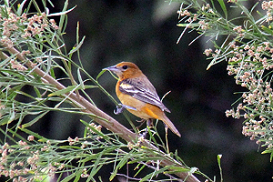 Baltimore Oriole